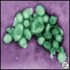 virus%20influenza%20A